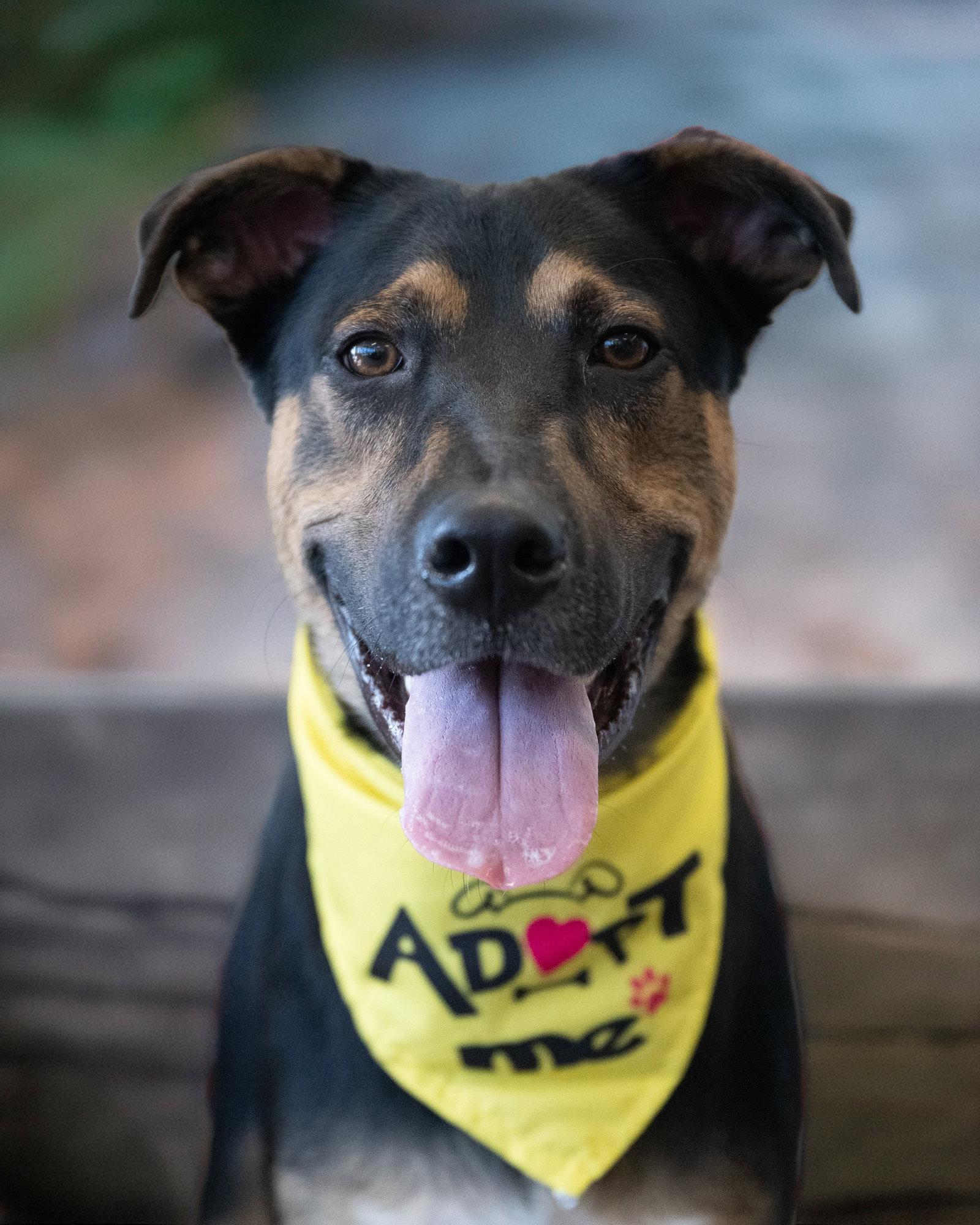 Enlarge BLIPPI, a Adoptable Mixed Breed in Holbrook, NY image 3/3