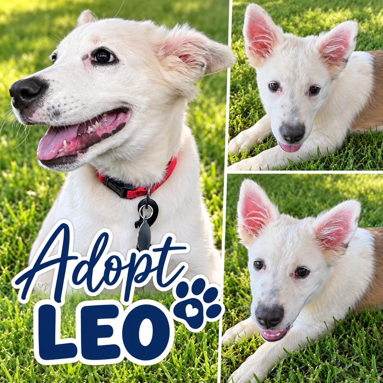 Enlarge Leo, a ADOPTABLE mixed breed in Yukon, OK image 1/1