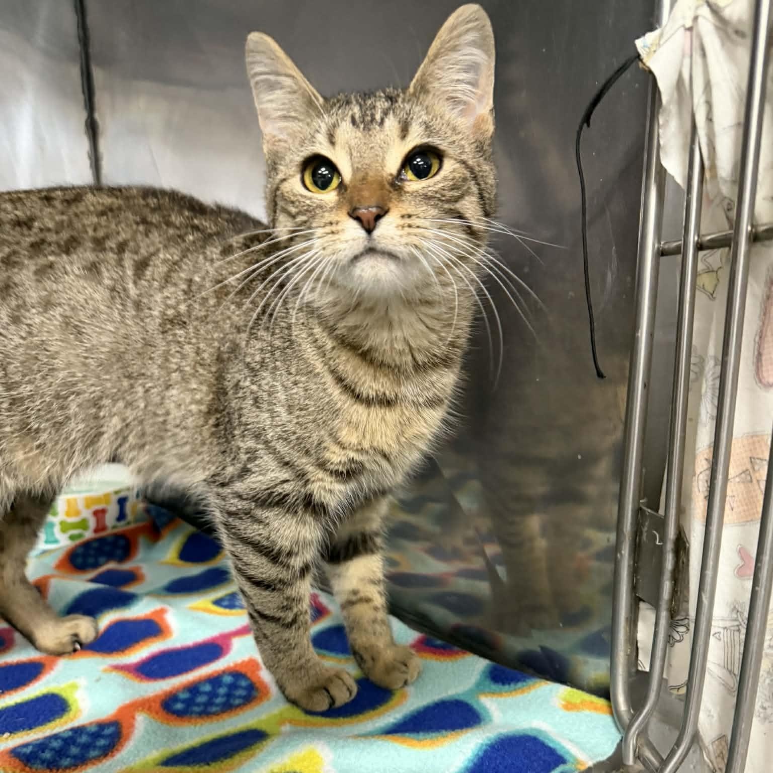 Shaw-Shaw, ADOPTABLE, Young Female Domestic Short Hair.