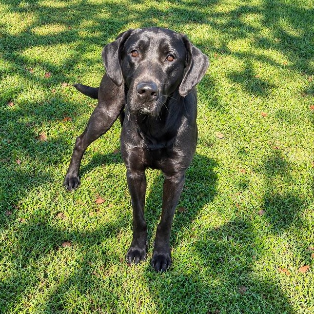Scrappy, Adopted, Young Male Labrador Retriever.