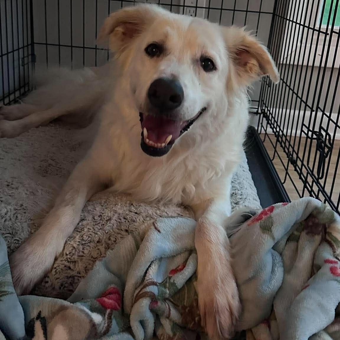 Enlarge Suki, a Adoptable mixed breed in Rochester, NY image 5/6