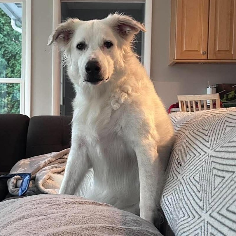 Enlarge Suki, a Adoptable mixed breed in Rochester, NY image 3/6