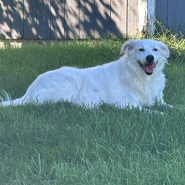 Suki, Adoptable, Senior Female Border Collie & Labrador Retriever.