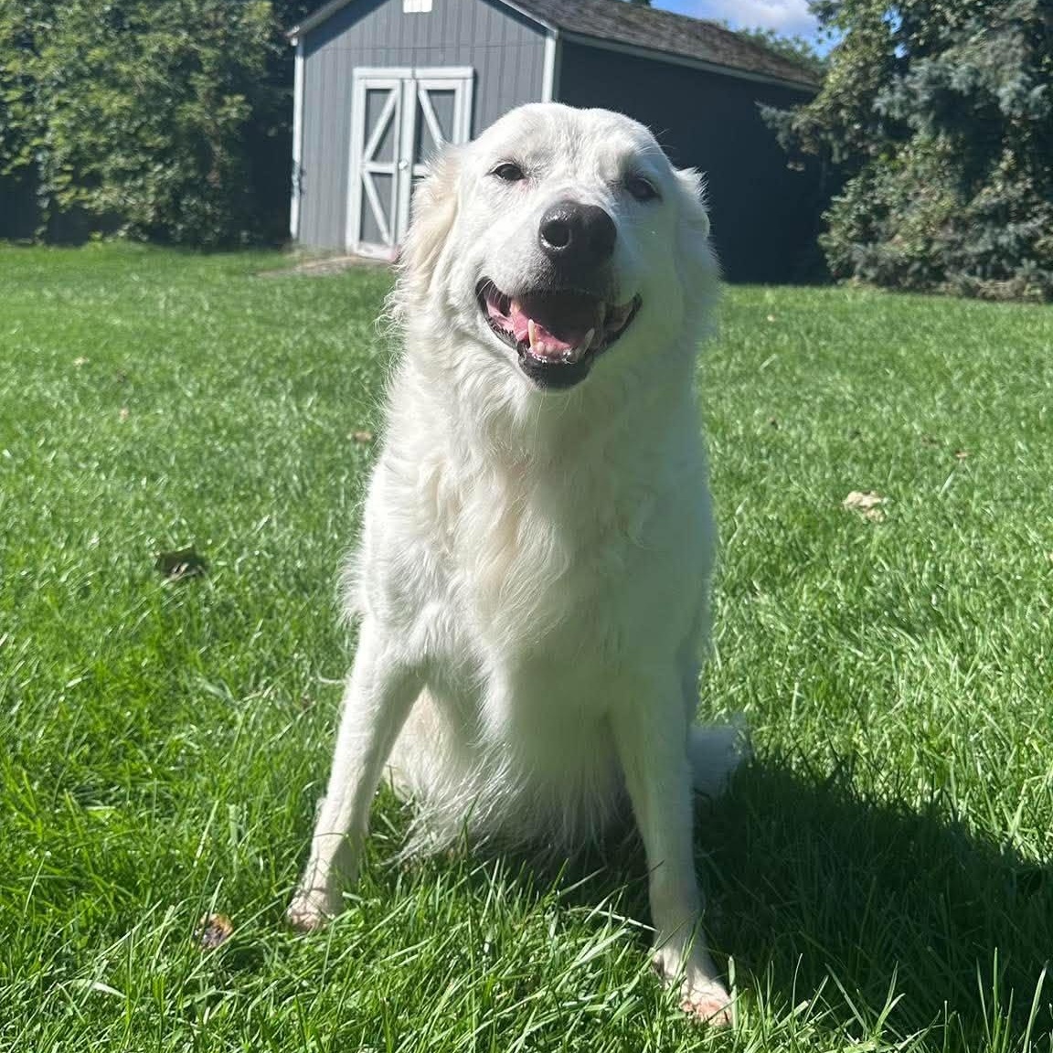 Enlarge Suki, a Adoptable mixed breed in Rochester, NY image 6/6