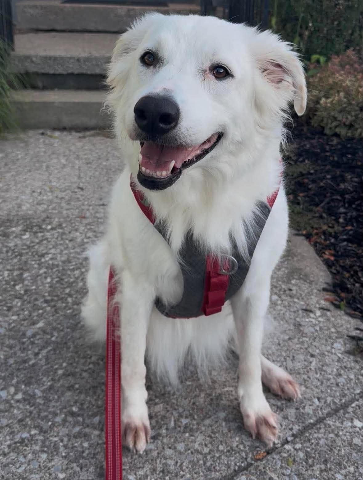 Enlarge Suki, a Adoptable mixed breed in Rochester, NY image 2/6
