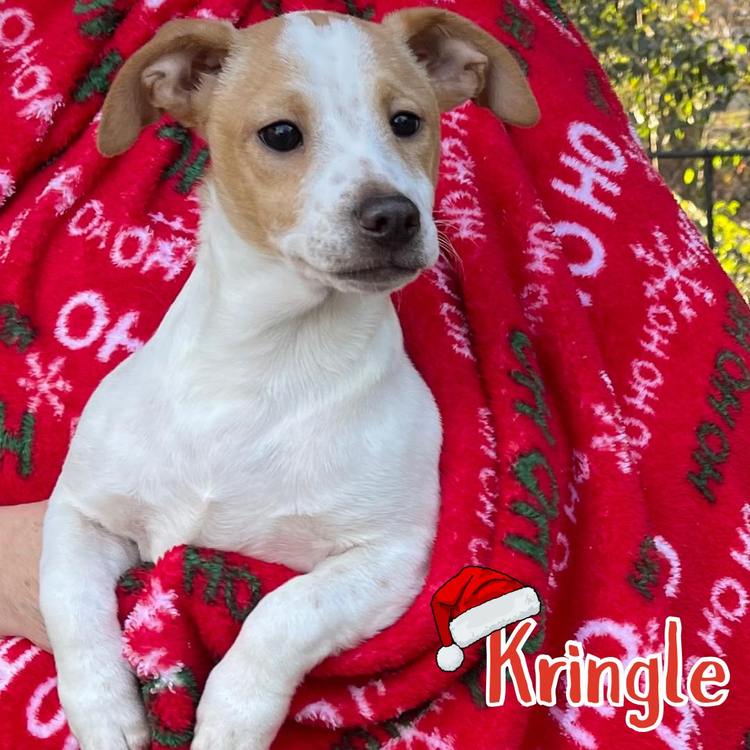 Enlarge Kringle, a ADOPTABLE mixed breed in Kannapolis, NC image 1/1