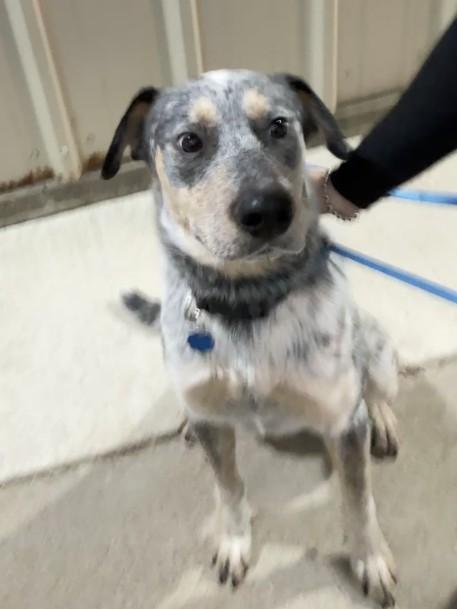 Enlarge BLUE, a Adoptable Australian Cattle Dog / Blue Heeler in Killeen, TX image 1/1