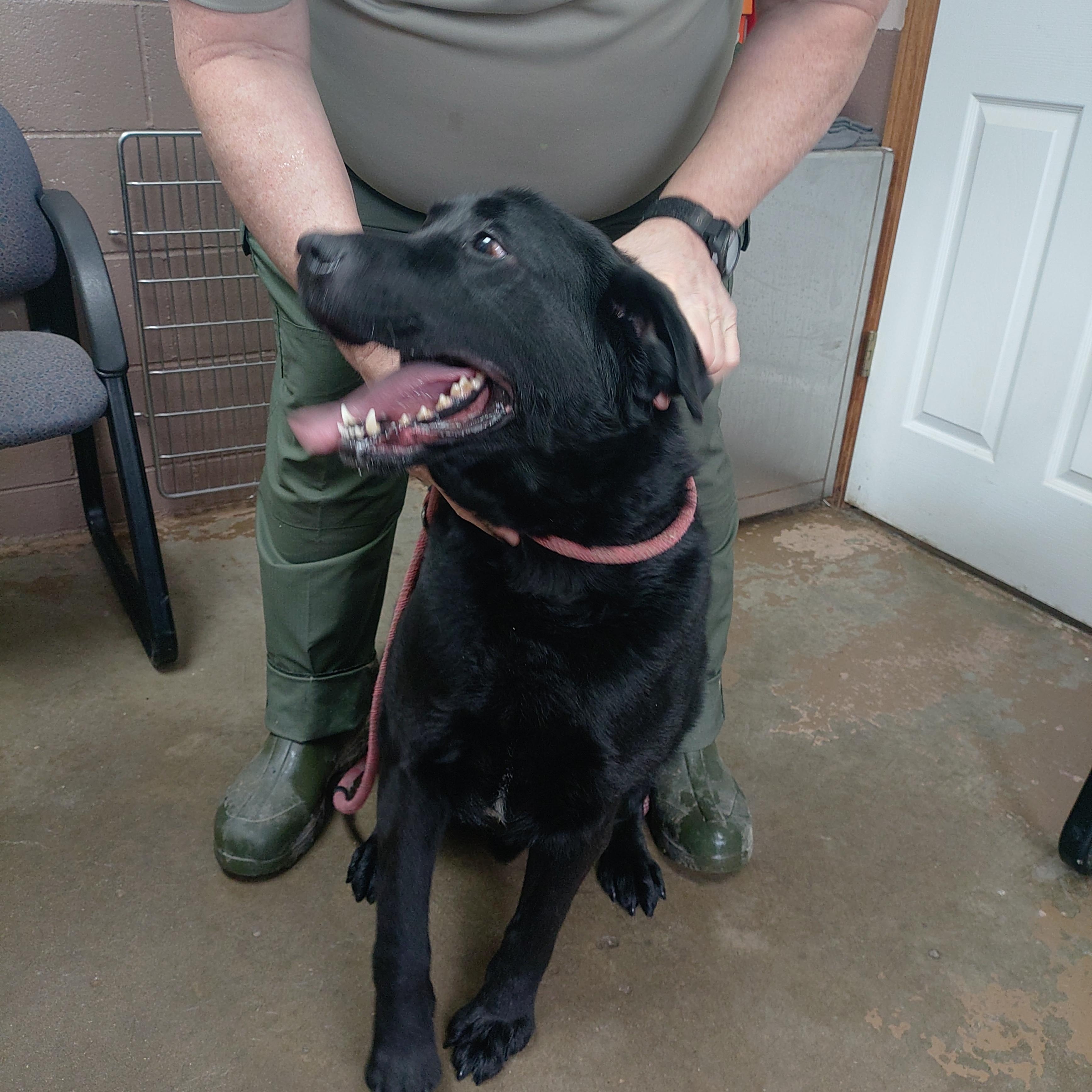 26-009, ADOPTABLE, Adult Male Labrador Retriever.