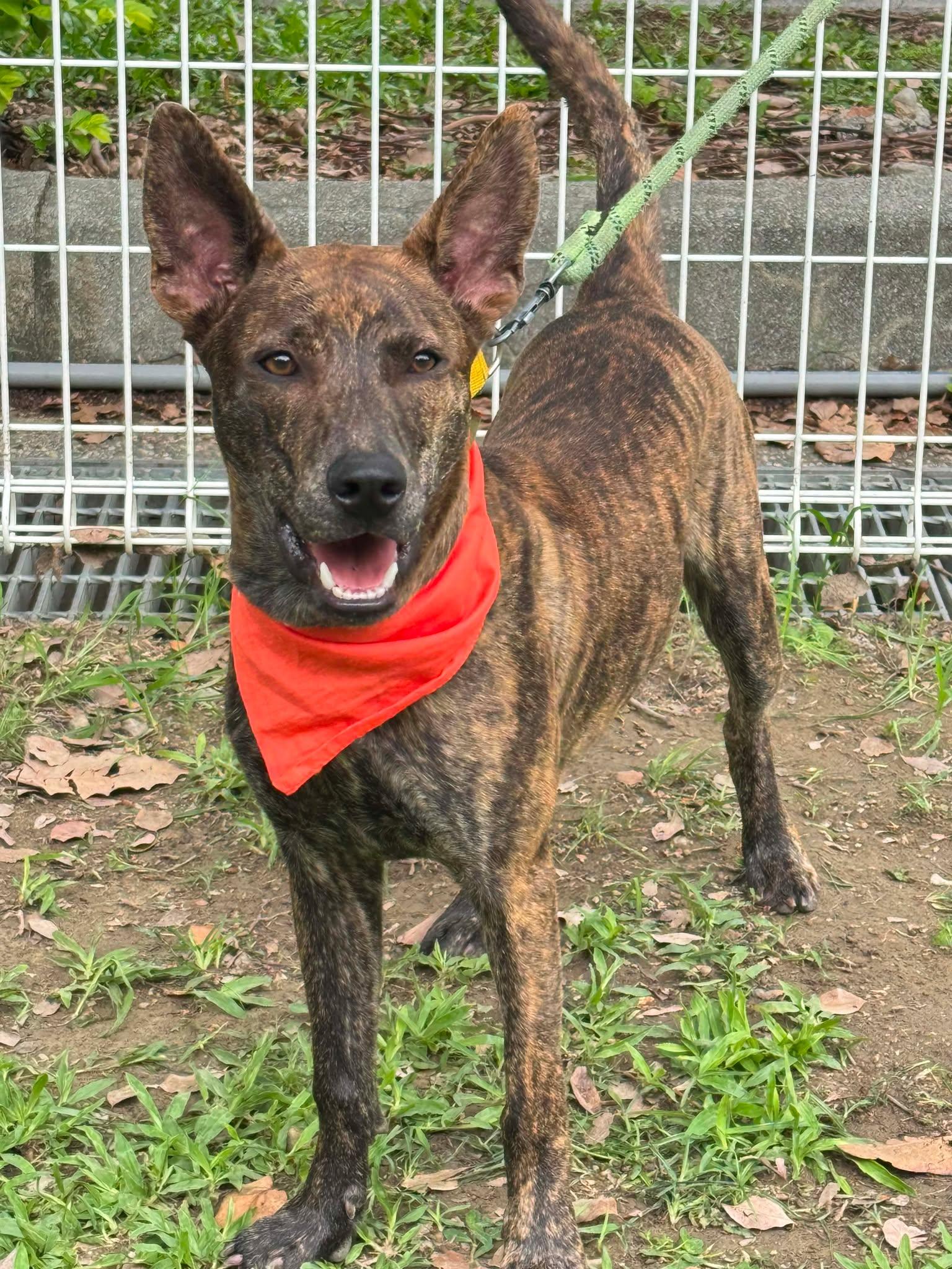 Koda, ADOPTABLE, Young Male Labrador Retriever & Mountain Cur.