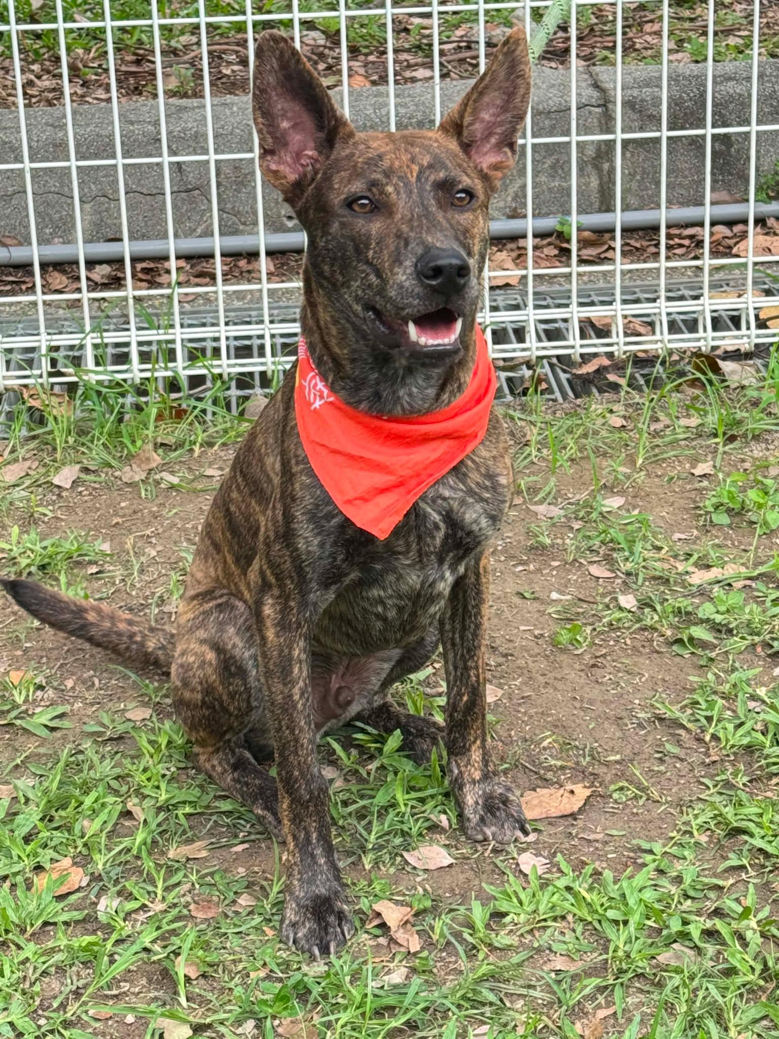 Koda, a ADOPTABLE mixed breed in San Mateo, CA image 3/6