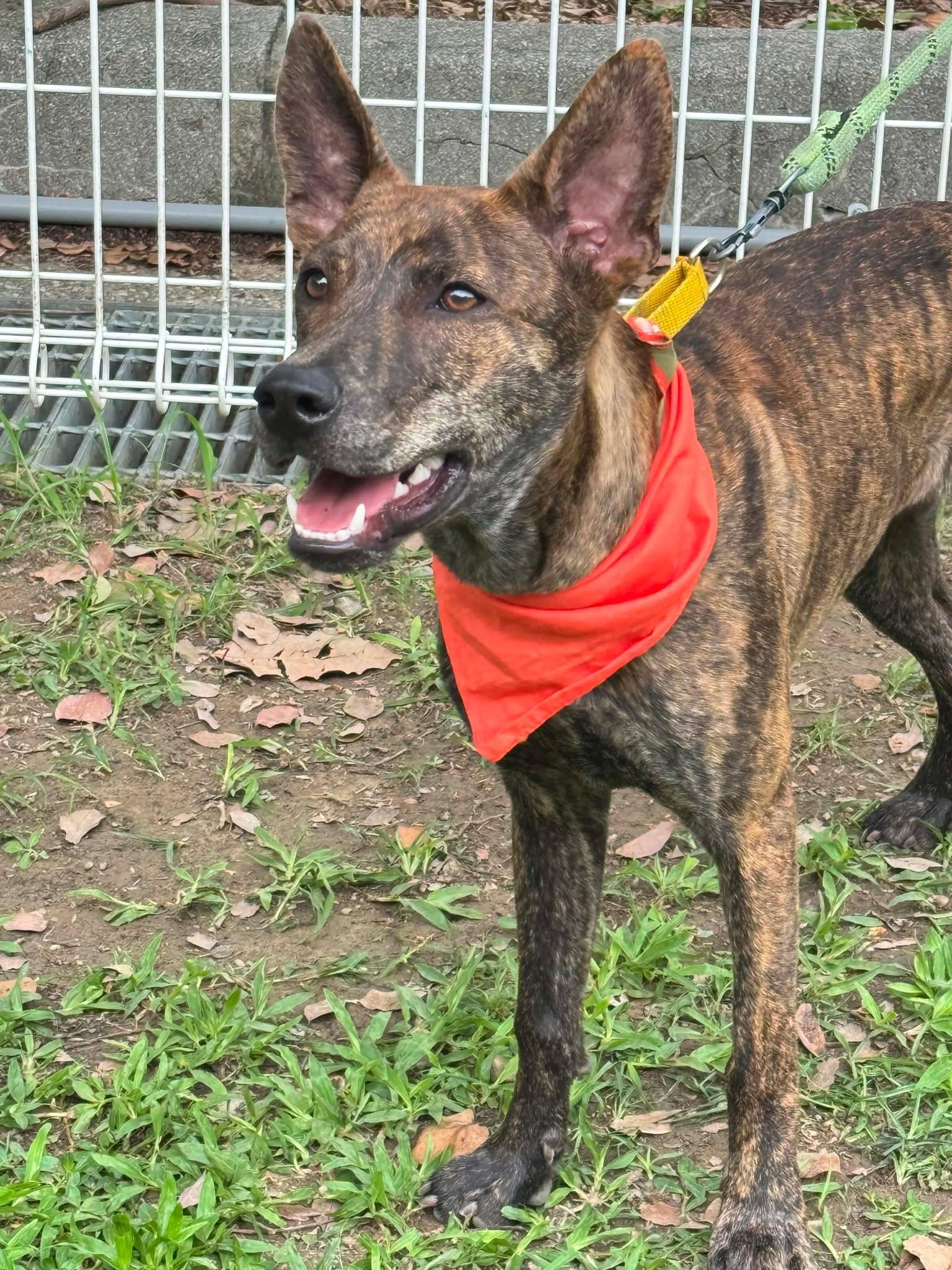 Koda, a ADOPTABLE mixed breed in San Mateo, CA image 4/6