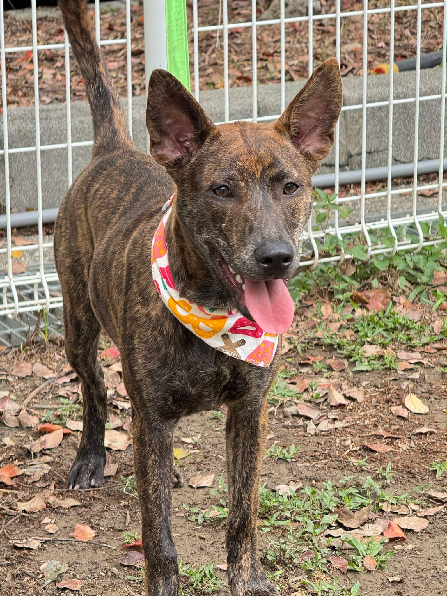 Koda, a ADOPTABLE mixed breed in San Mateo, CA image 5/6