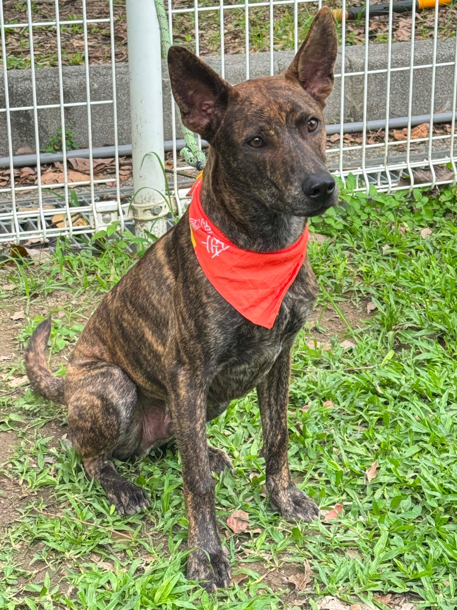 Koda, a ADOPTABLE mixed breed in San Mateo, CA image 2/6