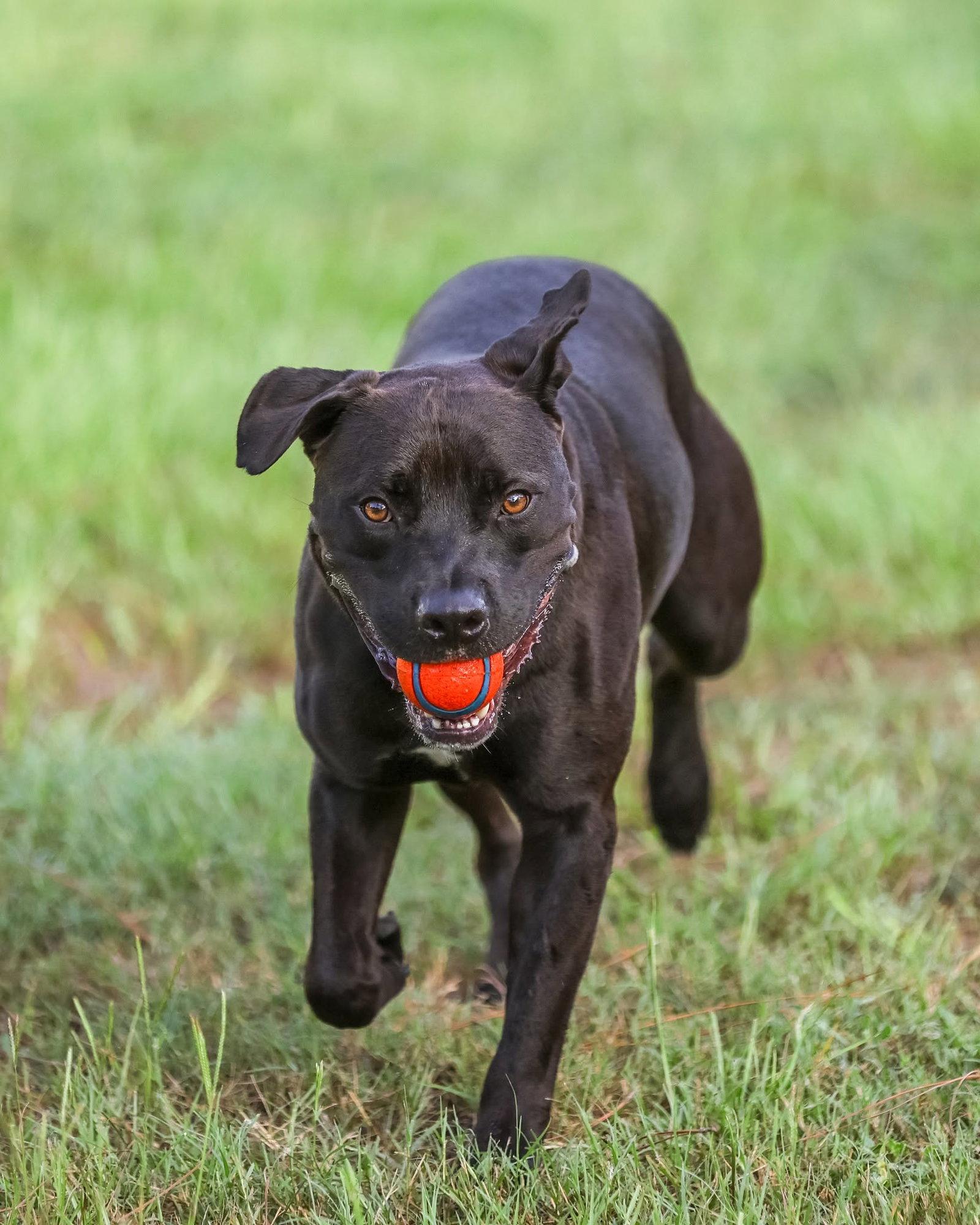 Plato, a Adoptable Mixed Breed in Gainesville, FL image 1/3