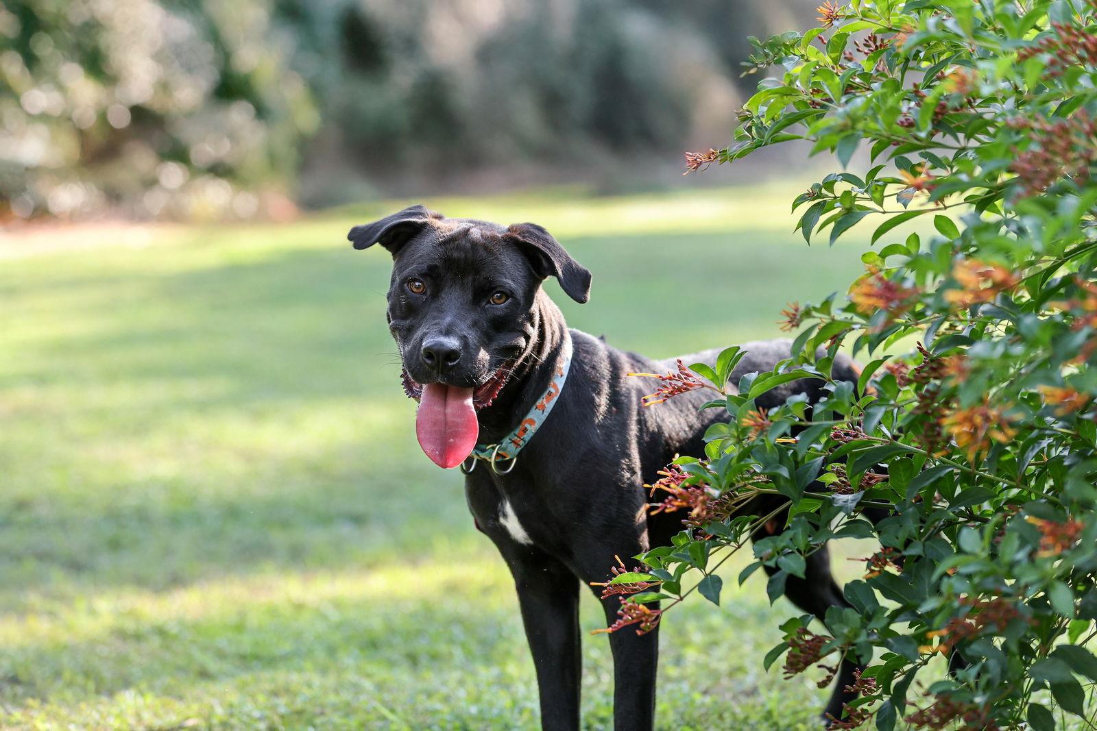 Plato, a Adoptable Mixed Breed in Gainesville, FL image 1/3