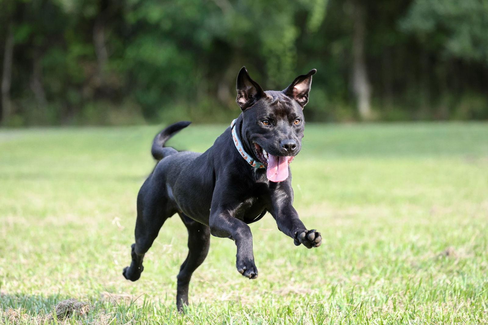 Plato, a Adoptable Mixed Breed in Gainesville, FL image 2/3