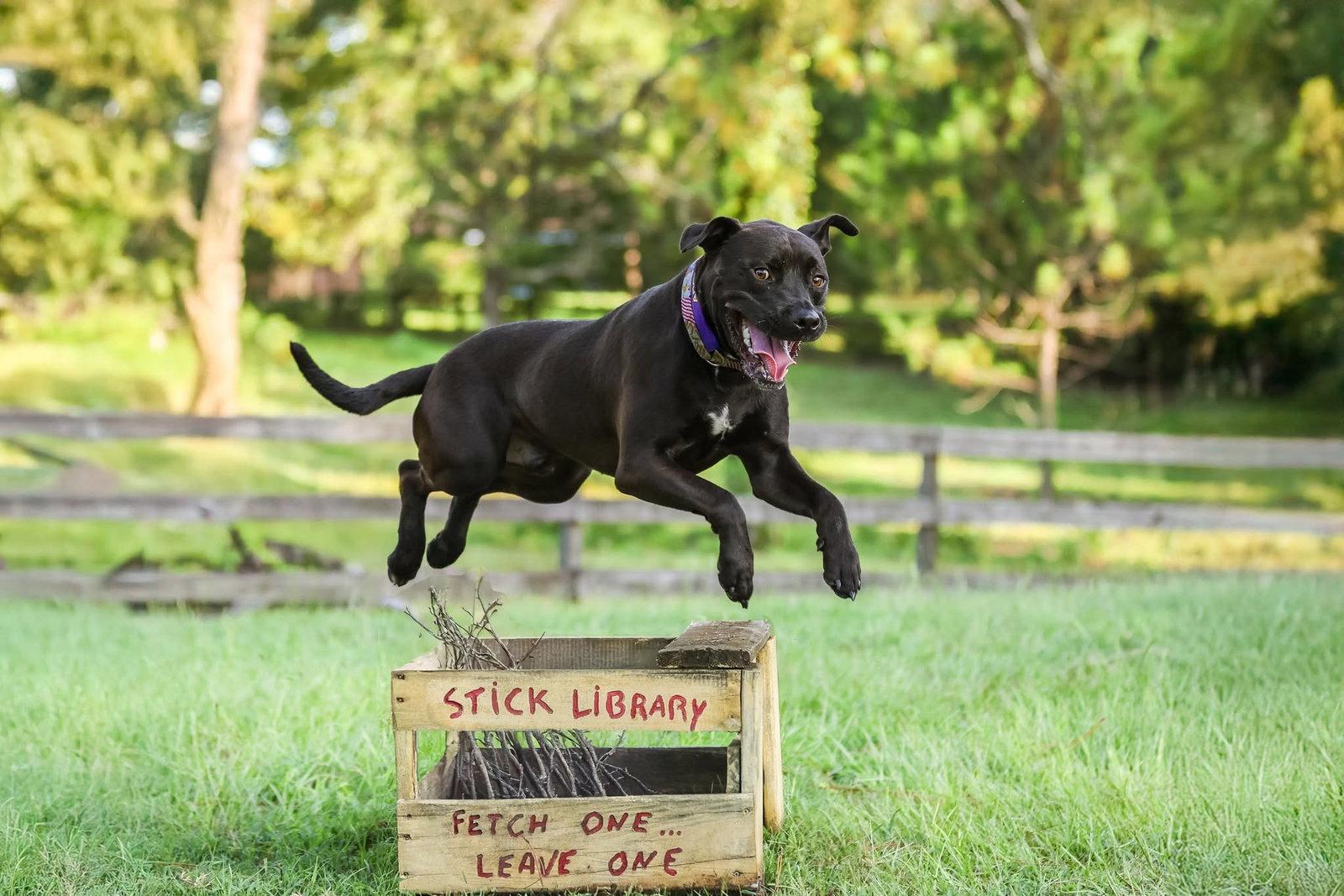 Plato, a Adoptable Mixed Breed in Gainesville, FL image 2/3