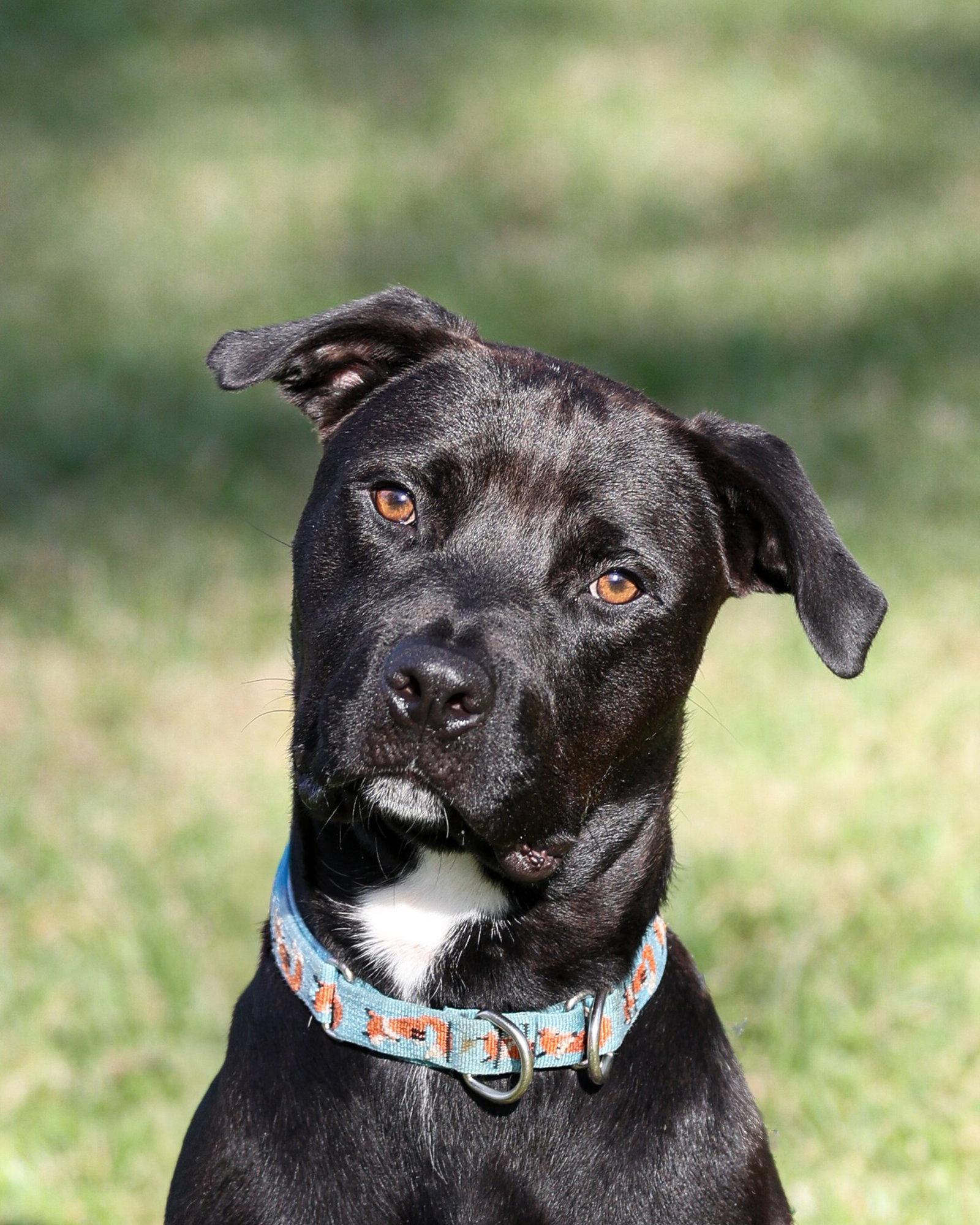 Enlarge Plato, a Adoptable Mixed Breed in Gainesville, FL image 3/3