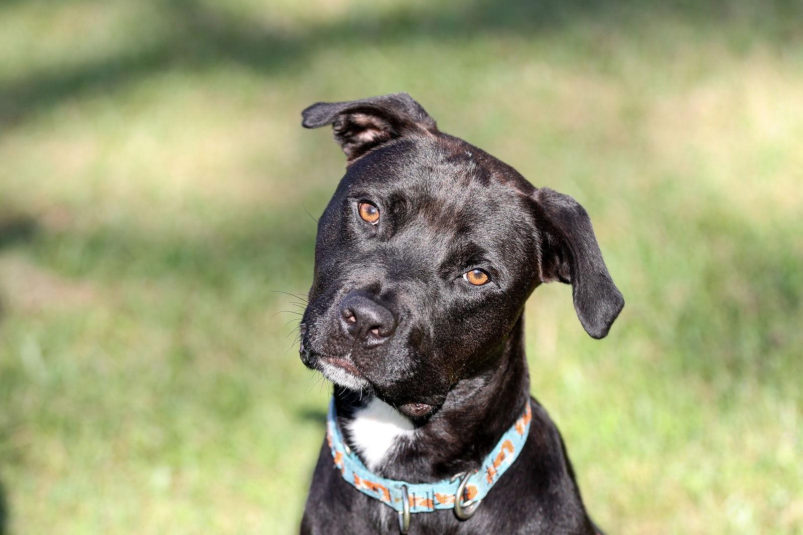 Plato, a Adoptable Mixed Breed in Gainesville, FL image 3/3