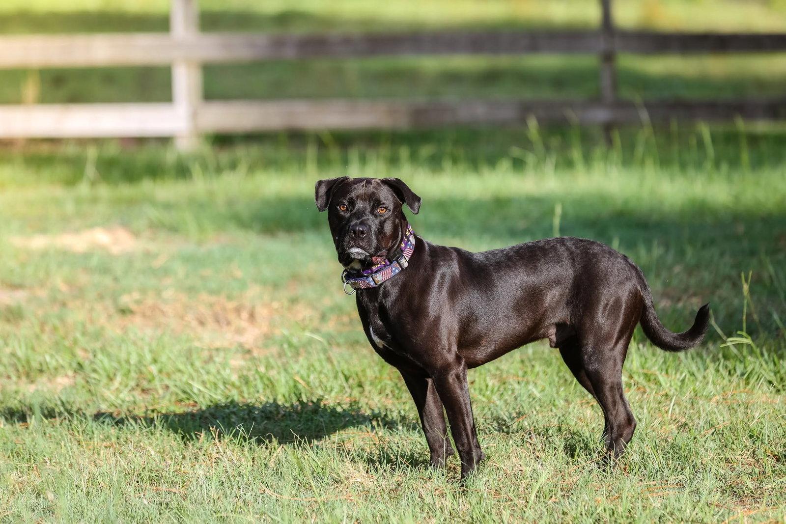 Plato, a Adoptable Mixed Breed in Gainesville, FL image 3/3