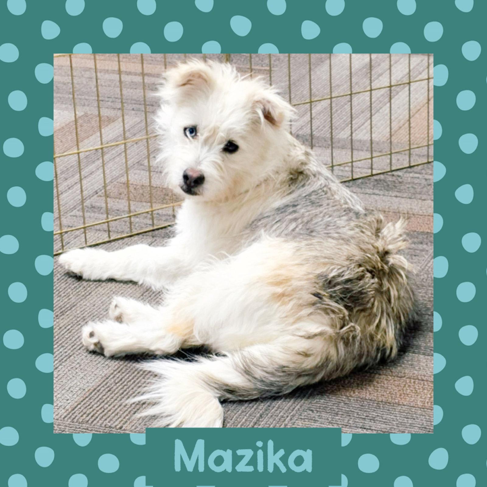 Enlarge Mazika, a Adopted Terrier in Littleton, CO image 1/3