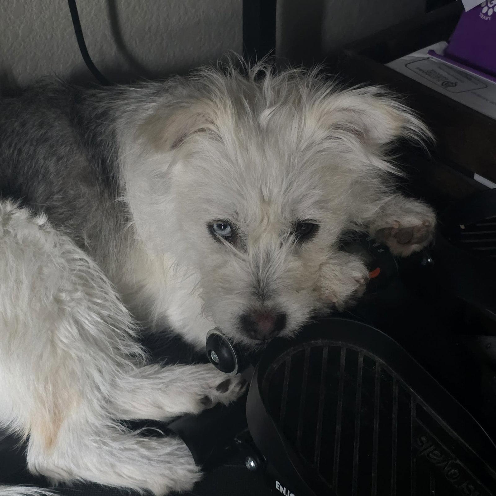 Enlarge Mazika, a Adopted Terrier in Littleton, CO image 2/3