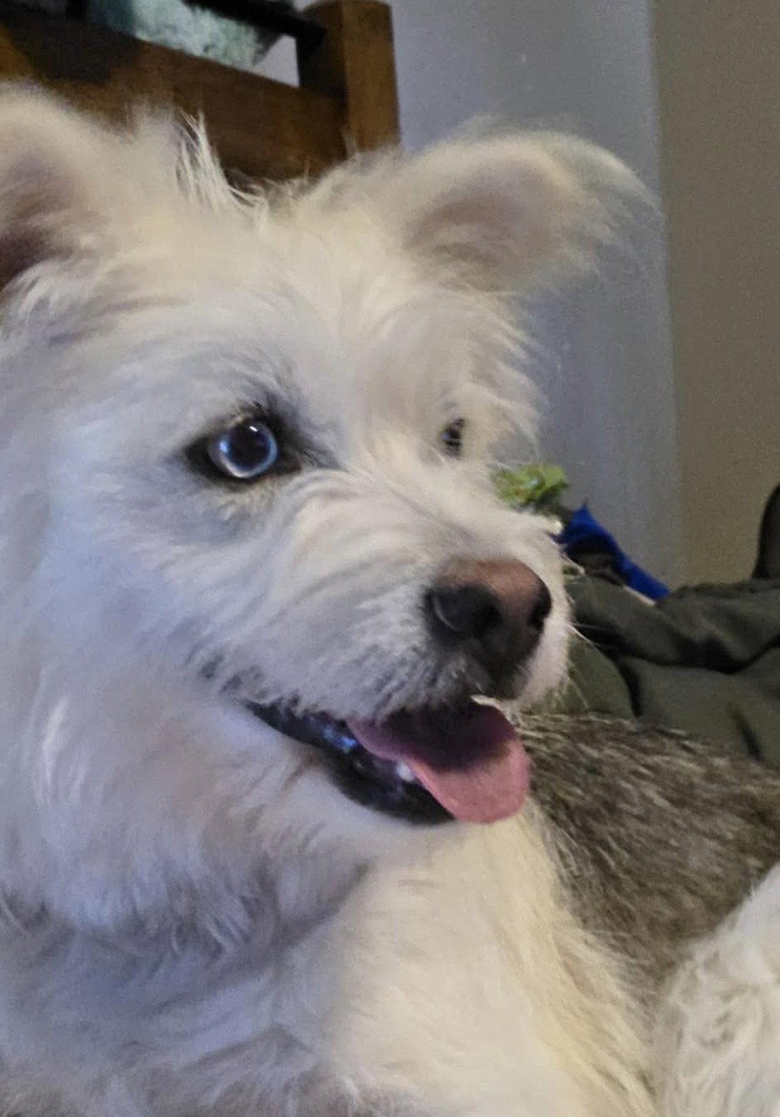 Enlarge Mazika, a Adopted Terrier in Littleton, CO image 3/3
