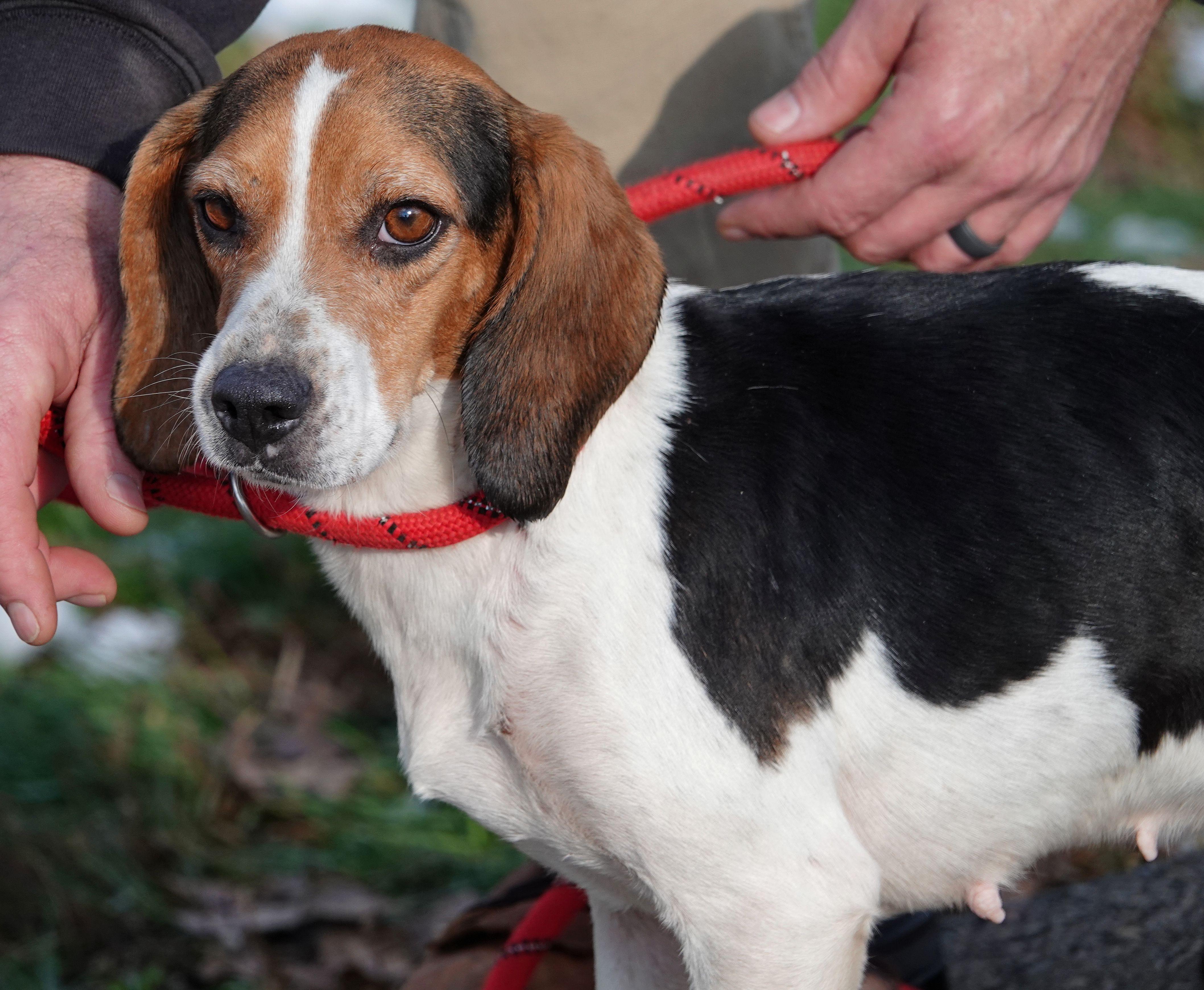 Cocoa - RESCUED, adopted, Adult Female Beagle.