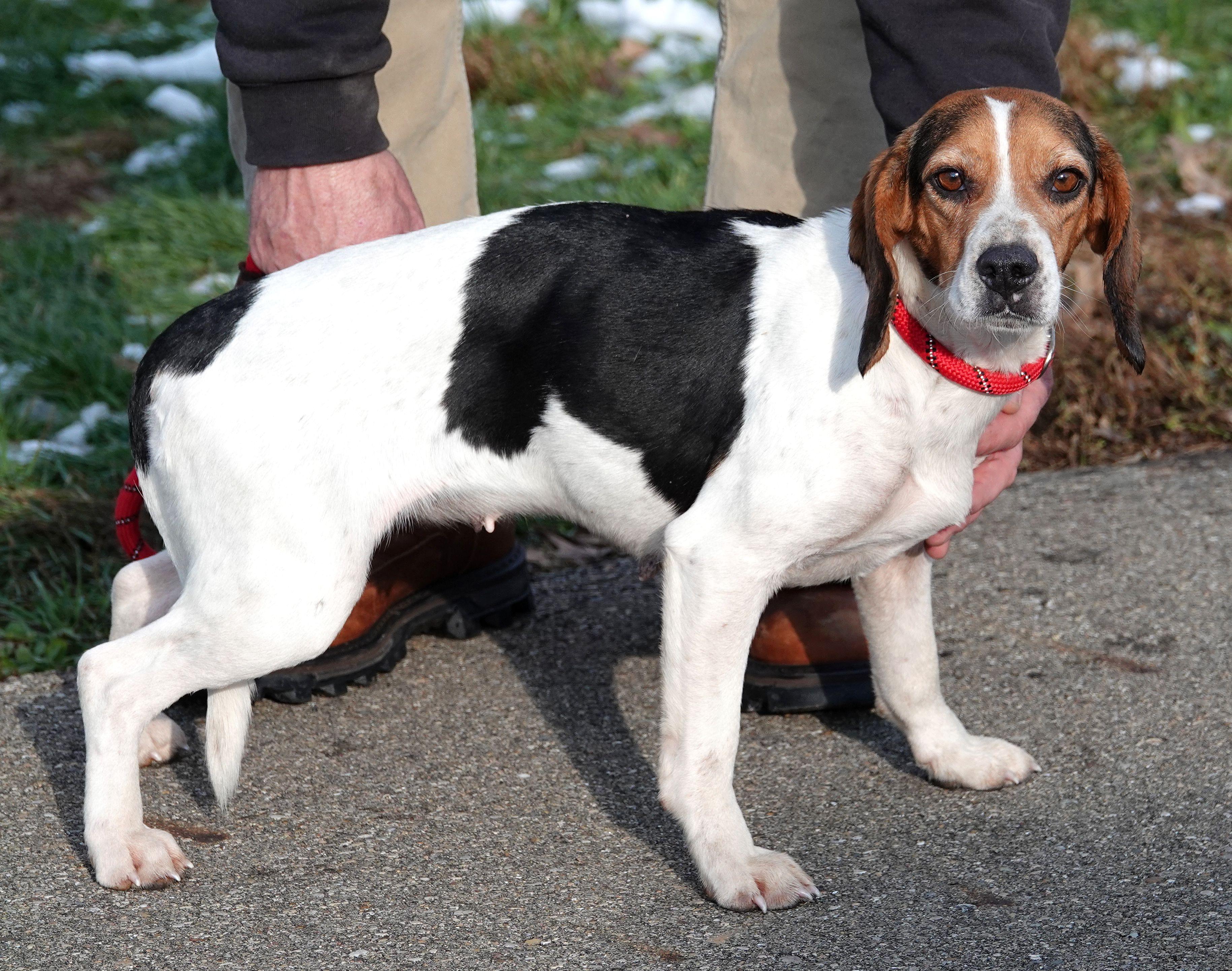 Enlarge Cocoa - RESCUED, an adopted Beagle in Millfield, OH image 2/4