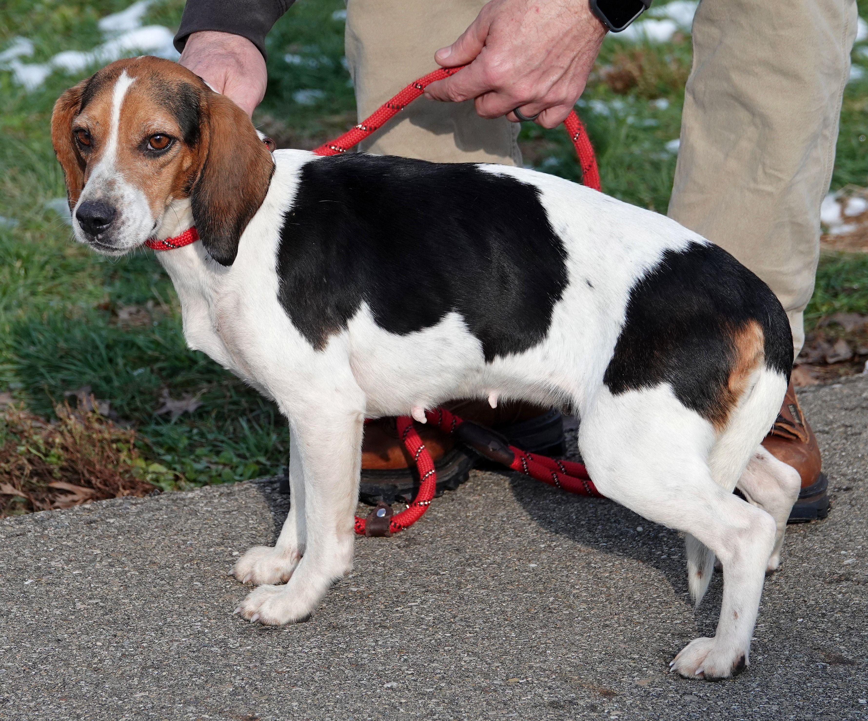 Enlarge Cocoa - RESCUED, an adopted Beagle in Millfield, OH image 4/4