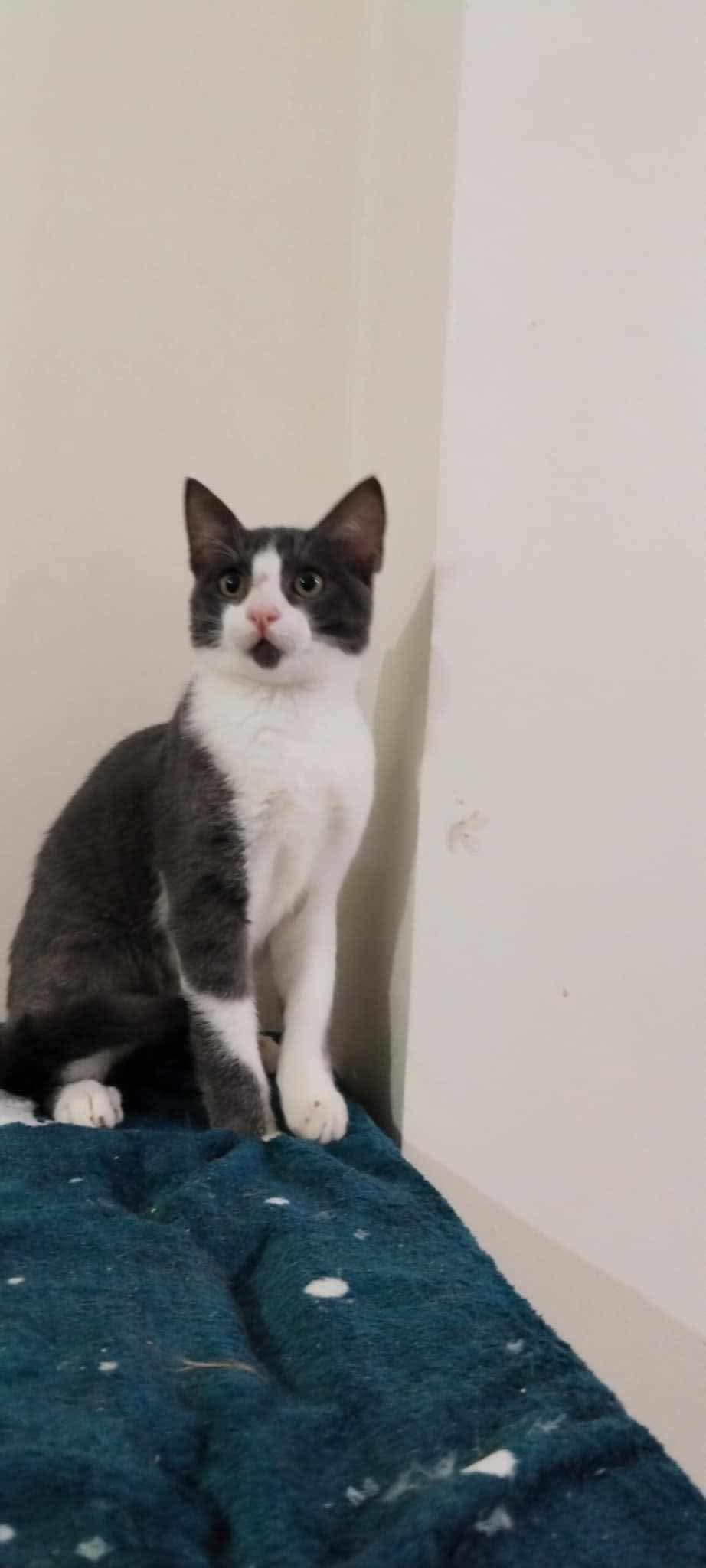 Karkar (Egypt), a Adoptable Domestic Short Hair in Nutley, NJ image 2/3