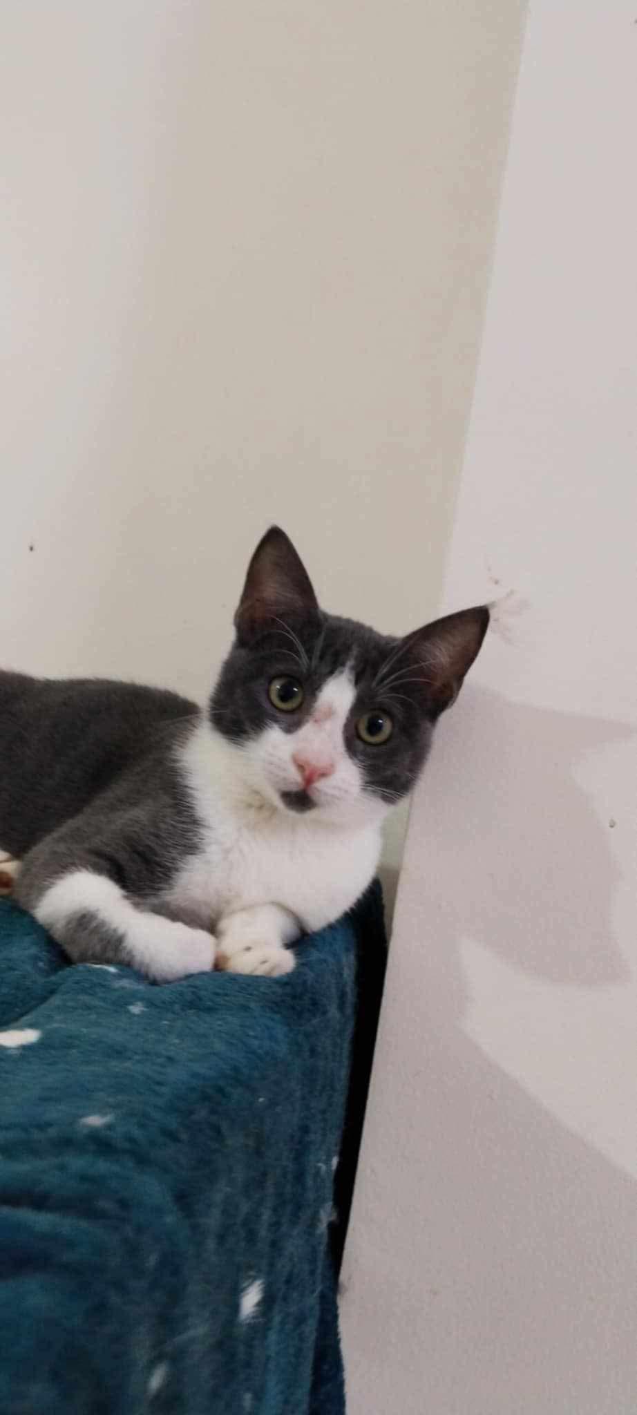 Karkar (Egypt), Adoptable, Young Male Domestic Short Hair.