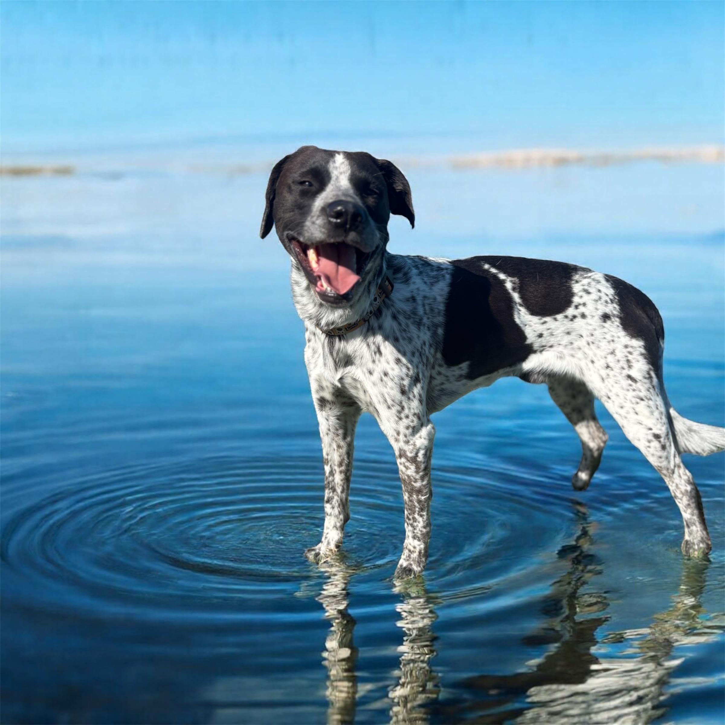 Rosco, adopted, Adult Male Pointer.