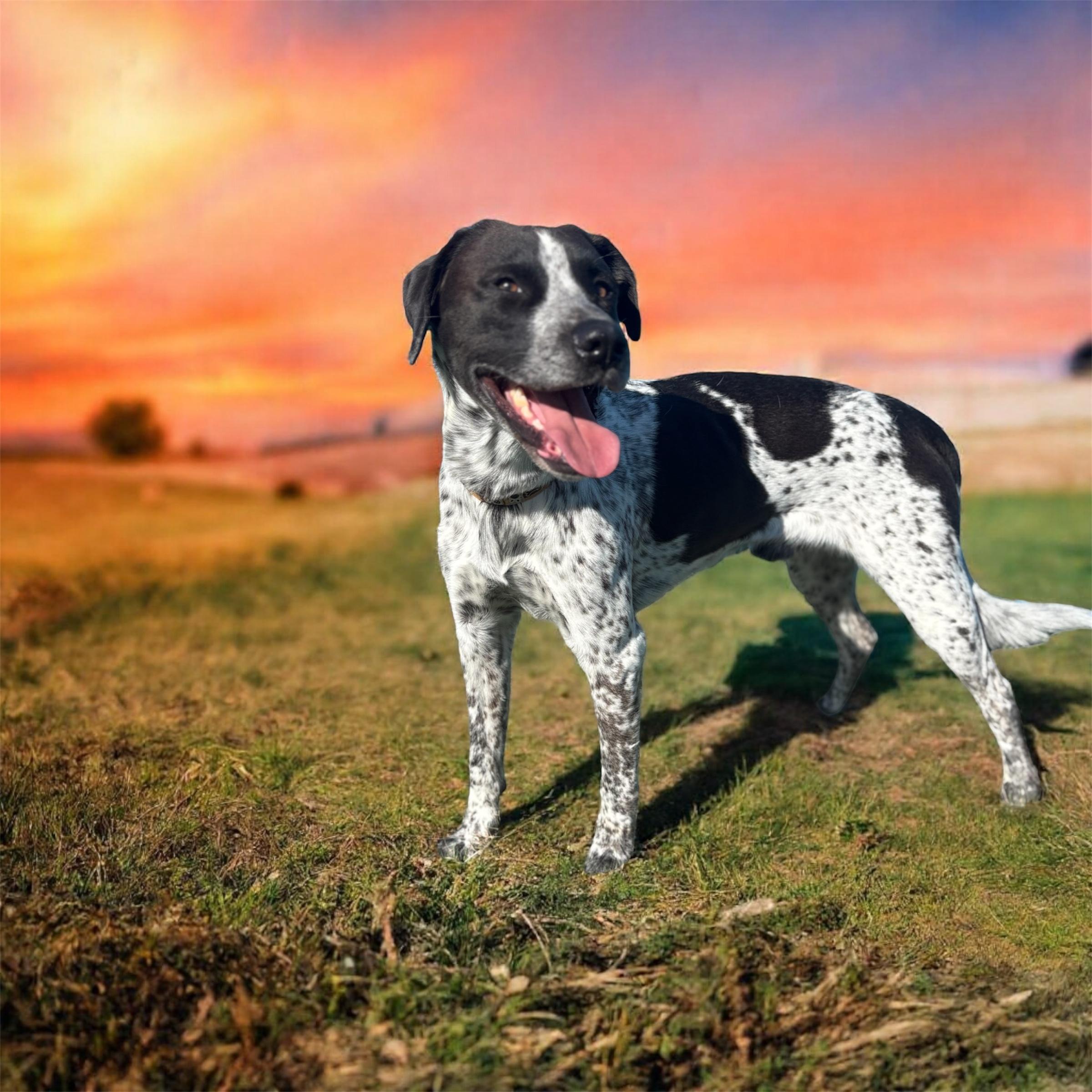Enlarge Rosco, an adopted Pointer in Madison, CT image 4/4