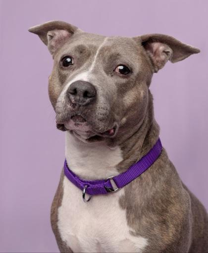 Enlarge GG, a Adoptable mixed breed in Seattle, WA image 1/1