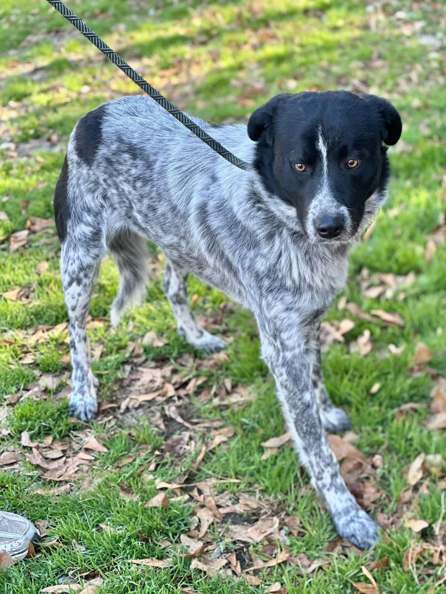Alex, ADOPTABLE, Adult Male Australian Cattle Dog / Blue Heeler.