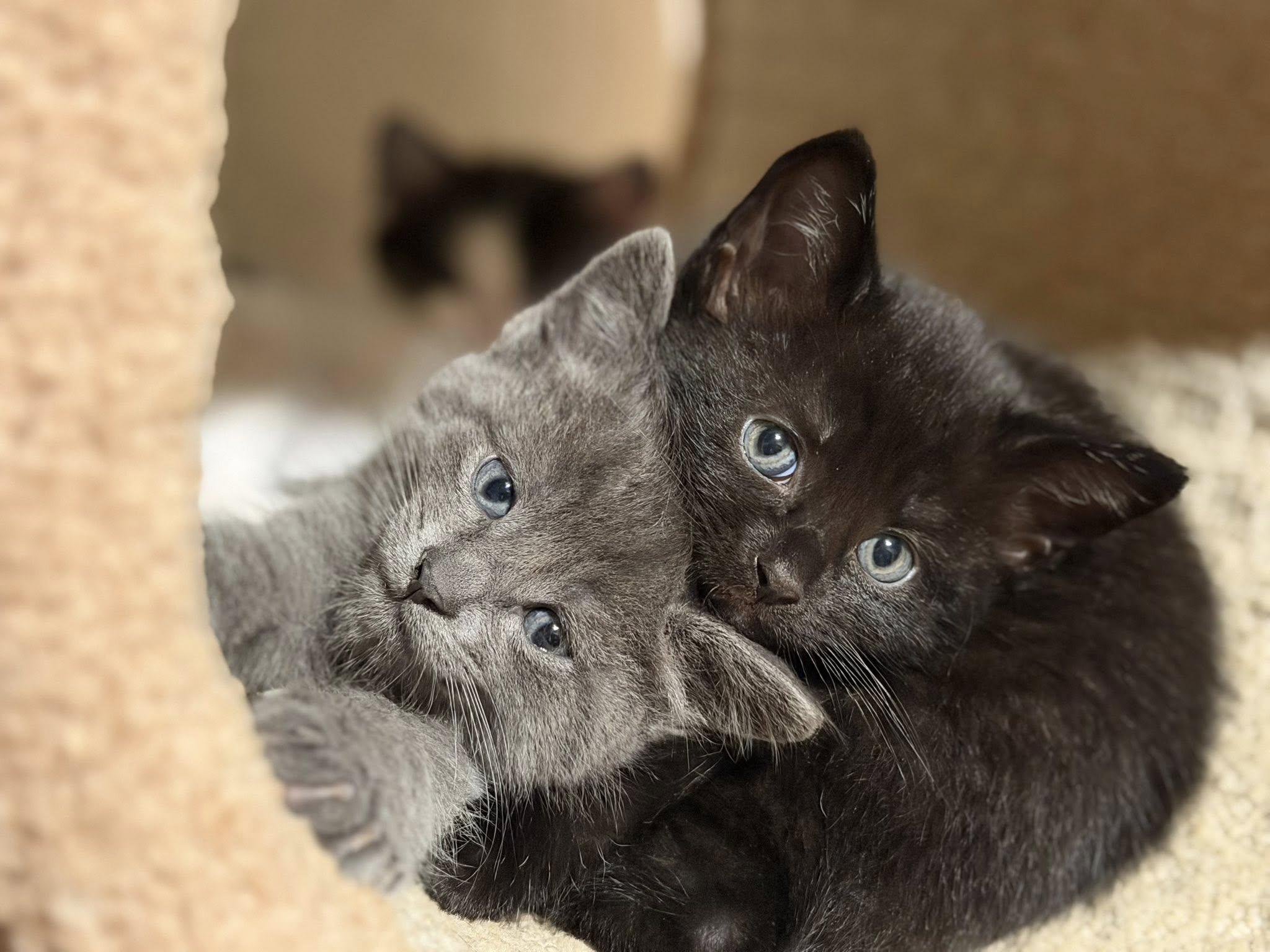 Enlarge Sematary Litter, an adopted Domestic Short Hair in Renfrew, PA image 6/6