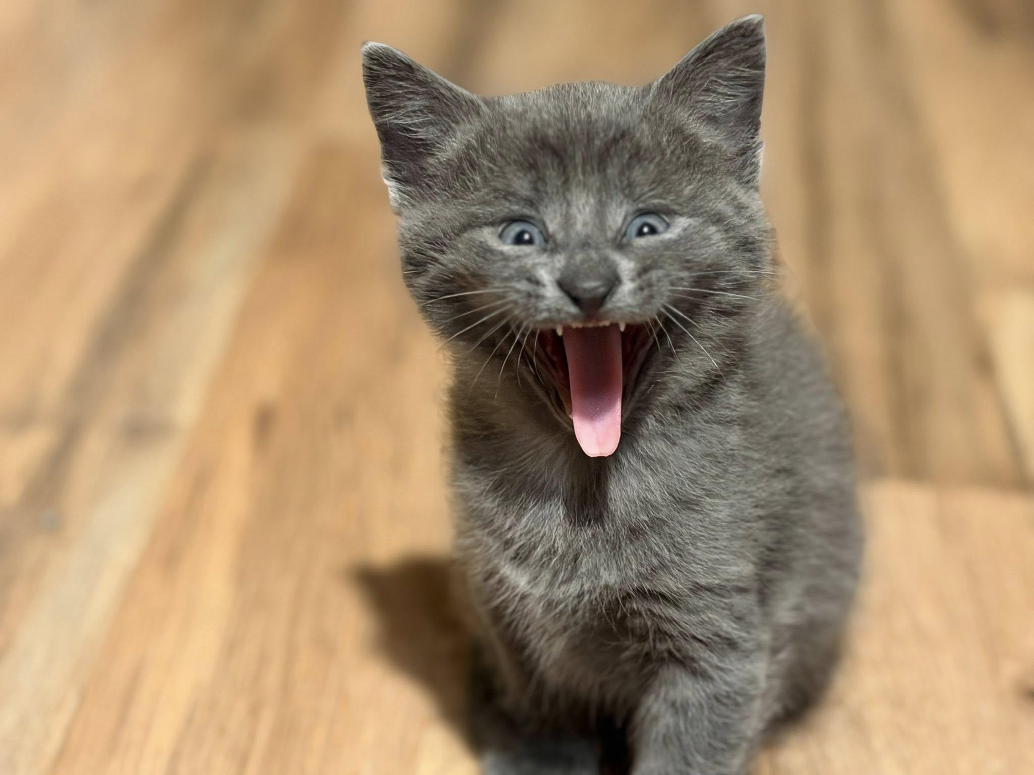 Enlarge Sematary Litter, an adopted Domestic Short Hair in Renfrew, PA image 2/6