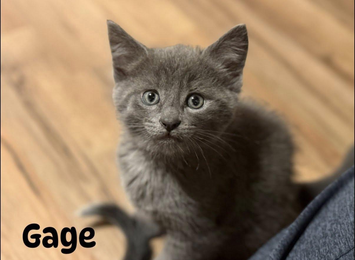 Enlarge Sematary Litter, an adopted Domestic Short Hair in Renfrew, PA image 3/6