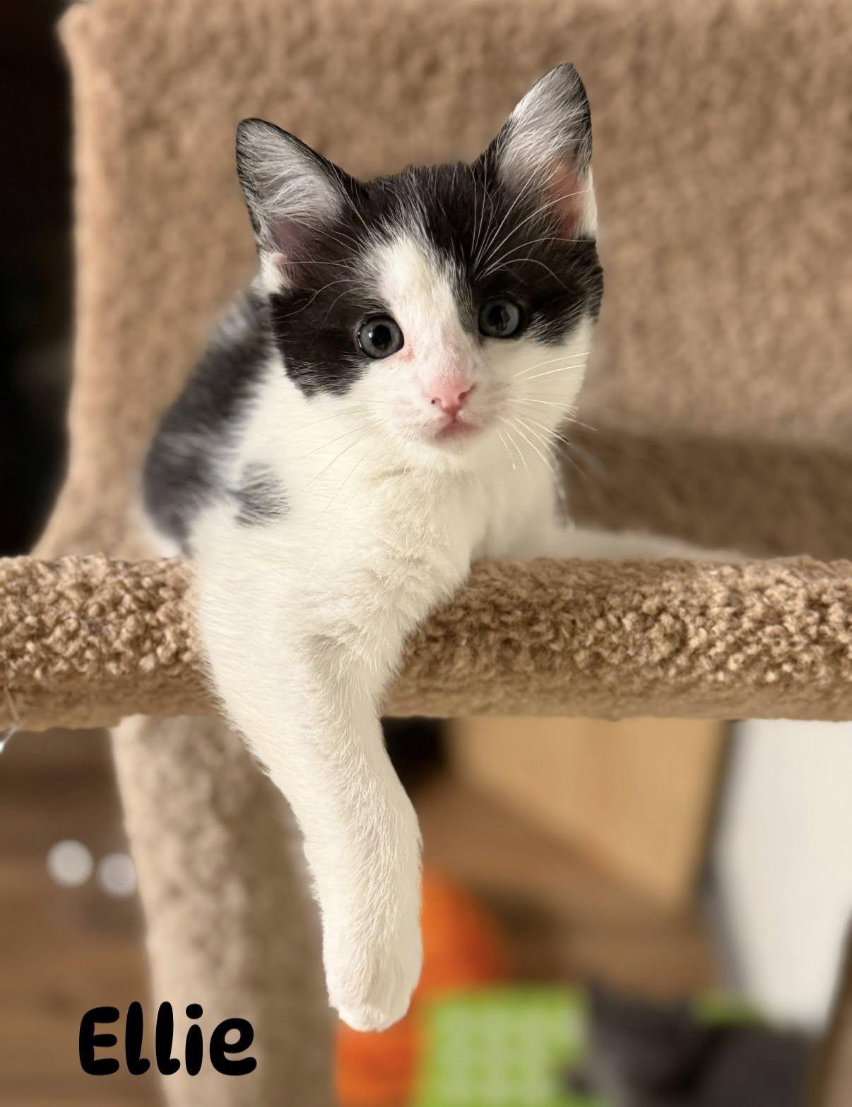 Enlarge Sematary Litter, an adopted Domestic Short Hair in Renfrew, PA image 5/6