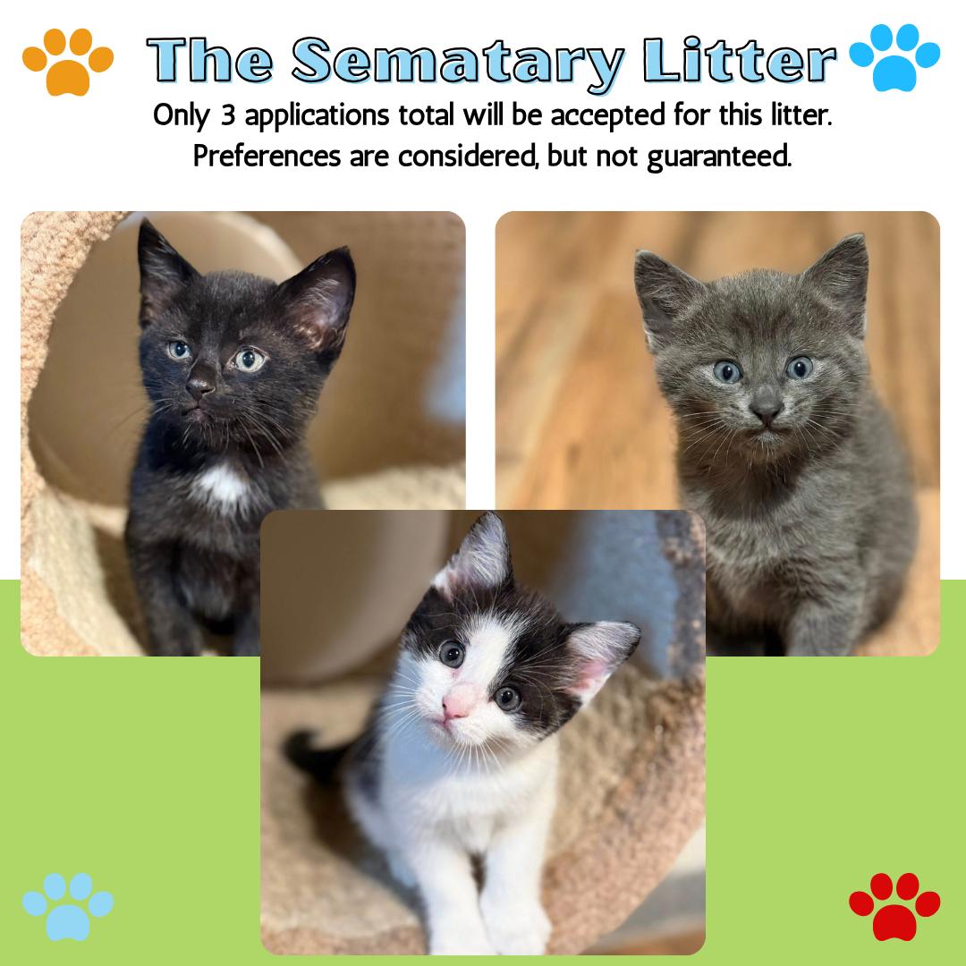 Enlarge Sematary Litter, an adopted Domestic Short Hair in Renfrew, PA image 1/6