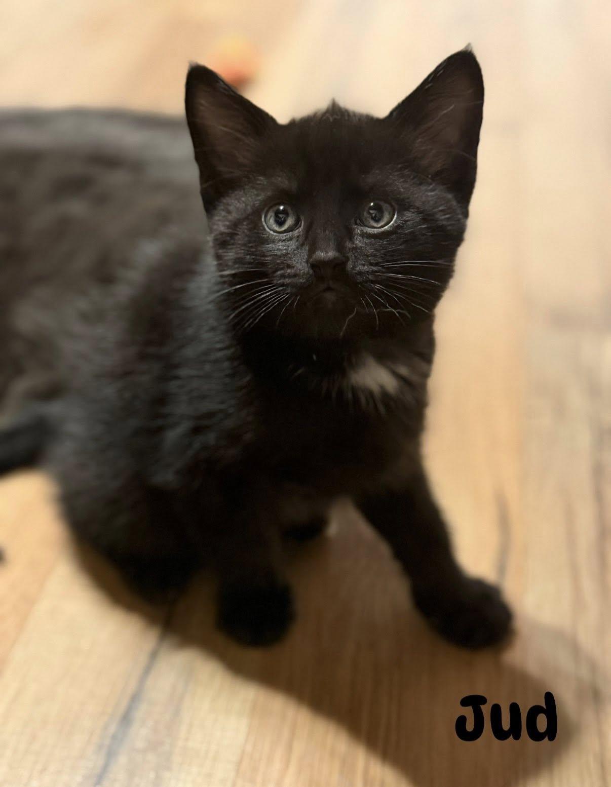 Enlarge Sematary Litter, an adopted Domestic Short Hair in Renfrew, PA image 4/6