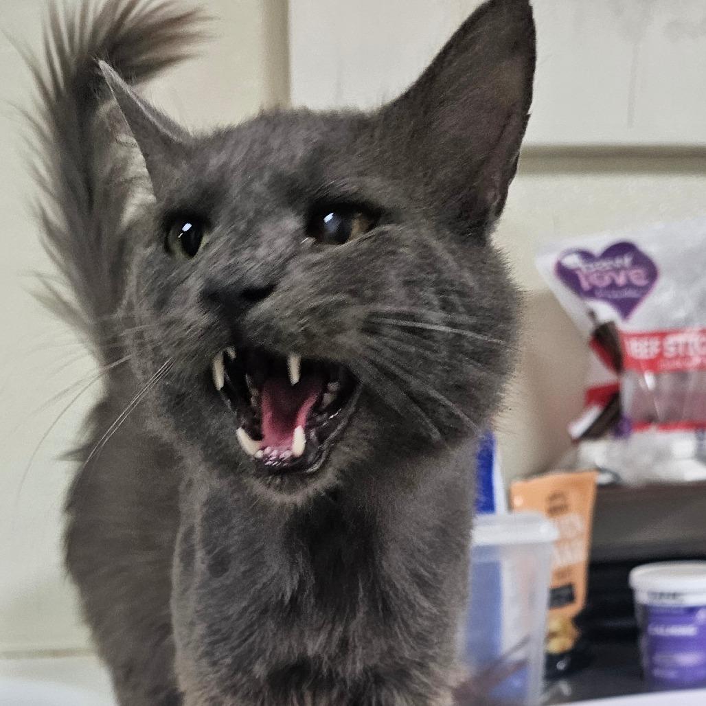 Toby, Adoptable, Adult Male Domestic Medium Hair.