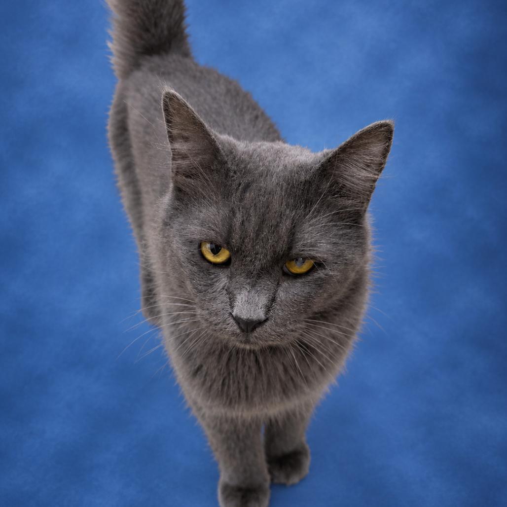 Enlarge Toby, a Adoptable Domestic Medium Hair in Donalsonville, GA image 2/2