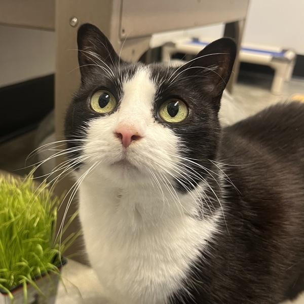 Mulan, Adoptable, Senior Female Domestic Medium Hair.