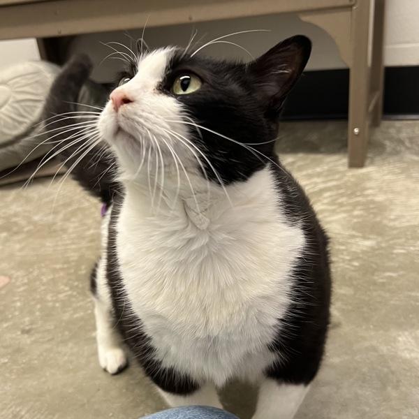 Enlarge Mulan, a Adoptable mixed breed in Silverdale, WA image 3/3