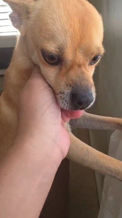 Enlarge CHICKEN NUGGET - happy boy, a Adoptable mixed breed in Tampa, FL video 4/5