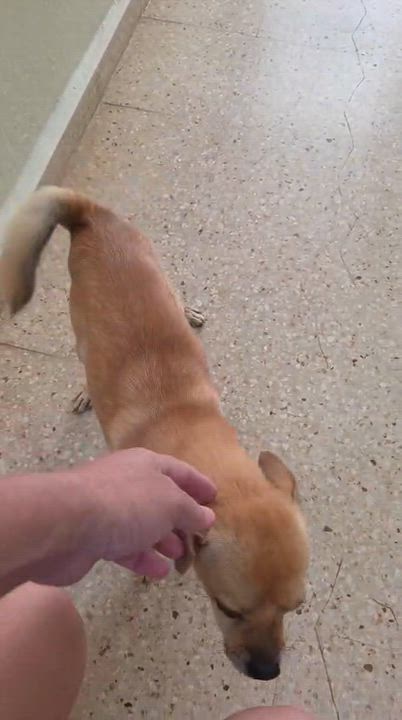 Enlarge CHICKEN NUGGET - happy boy, a Adoptable mixed breed in Tampa, FL video 3/5