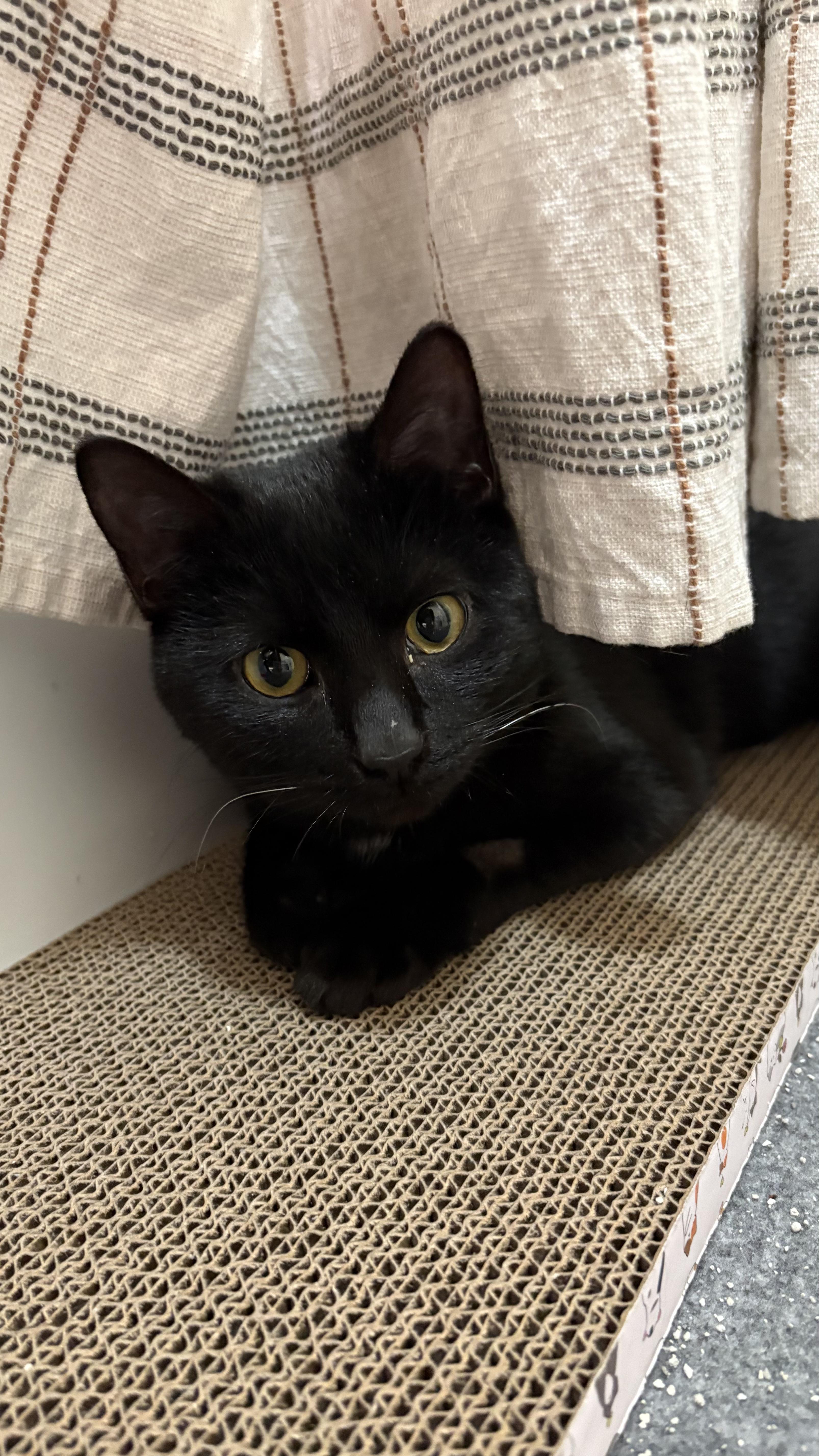 Enlarge Gravy, a ADOPTABLE Domestic Short Hair in Columbus, OH image 6/6