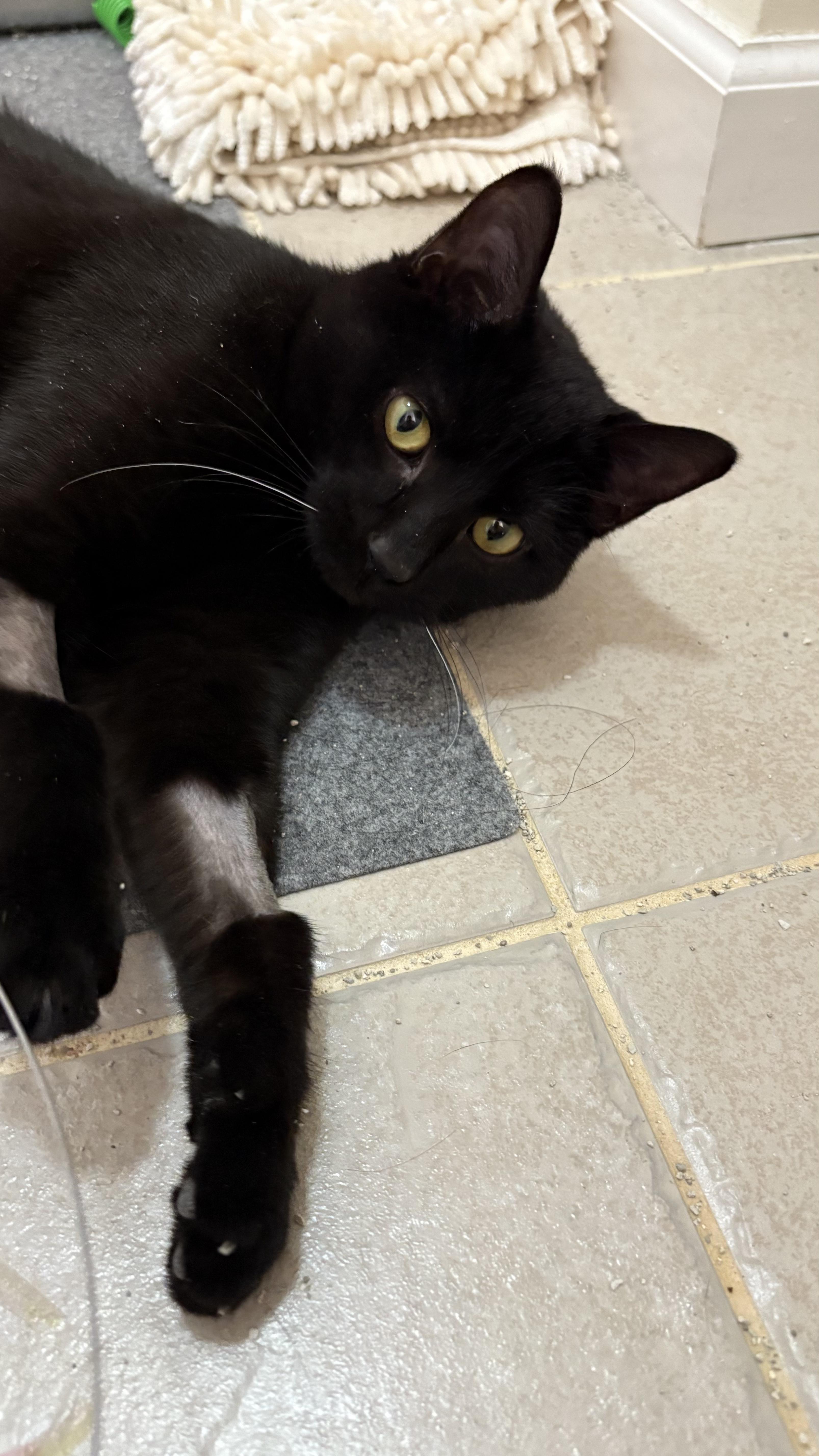 Enlarge Gravy, a ADOPTABLE Domestic Short Hair in Columbus, OH image 3/6